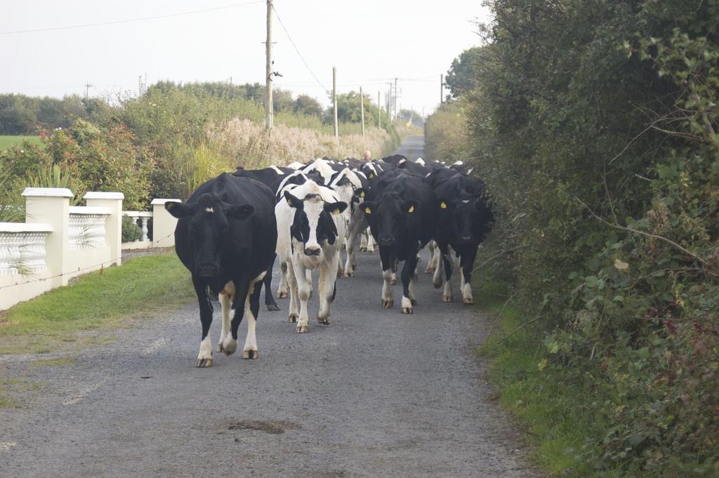 Greenfields Farmhouse Villa Ballylongford Exterior photo